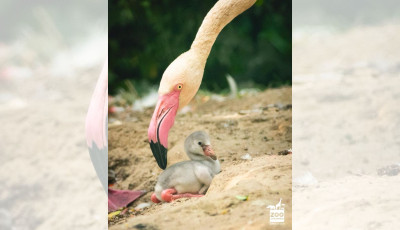 Kev&eacute;s enn&eacute;l cukibb lesz ma: &iacute;me a Veszpr&eacute;mi &Aacute;llatkert első flaming&oacute; fi&oacute;k&aacute;ja