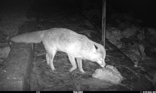 R&oacute;k&aacute;k, vidr&aacute;k, borzok - Ilyen az &eacute;jszakai Balaton-part Tihanyban - VIDE&Oacute;