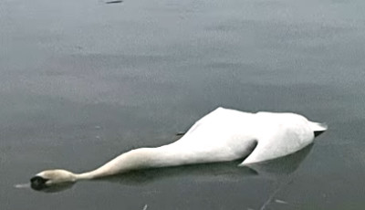 F&eacute;ny der&uuml;lt a titokzatos balatoni hatty&uacute;pusztul&aacute;s ok&aacute;ra