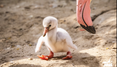 Nem lehet betelni a veszpr&eacute;mi &aacute;llatkert totyog&oacute;s flaming&oacute;b&eacute;gij&eacute;vel