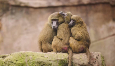 "Bevett gyakorlat" - Lelőttek 12 eg&eacute;szs&eacute;ges p&aacute;vi&aacute;nt a n&uuml;rnbergi &aacute;llatkertben