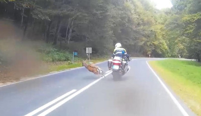 &Eacute;pphogy elker&uuml;lte a szarvast a Veszpr&eacute;m megyei motoros rendőr