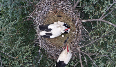 Megvan az első toj&aacute;s Szofi &eacute;s Macus f&eacute;szk&eacute;ben - VIDE&Oacute;