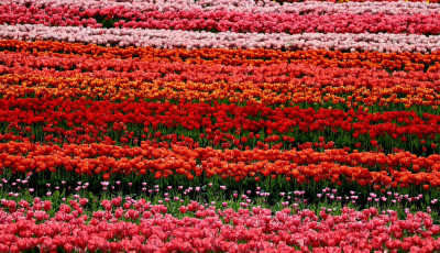 T&ouml;bb sz&aacute;zezer tulip&aacute;n pomp&aacute;zik a Kőr&ouml;shegyen - &Iacute;gy n&eacute;z ki most: