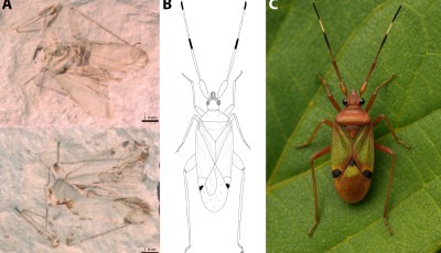 &Uacute;j őspoloska-fajt azonos&iacute;tottak a Bakonyban