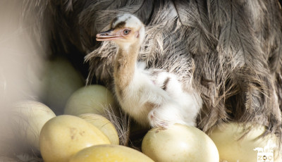 Napi cuki - Nandu csib&eacute;kkel bőv&uuml;lt a Veszpr&eacute;mi &Aacute;llatkert