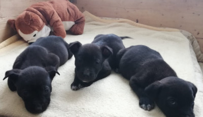 Sok kis kuty&aacute;nak sok pokr&oacute;c kell - T&ouml;r&ouml;lk&ouml;zőt, pl&eacute;det gyűjt a Balatonf&uuml;redi Ebrend&eacute;szeti &eacute;s Gyepmesteri Telep