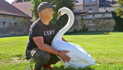 Film k&eacute;sz&uuml;l Tot&oacute;r&oacute;l, a balatoni hatty&uacute; &eacute;let&eacute;ről