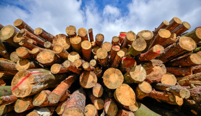 &Uacute;js&aacute;ghirdet&eacute;ssel csalt ki p&eacute;nzt egy tűzifa&aacute;rus - Egy idős asszony a Bakonyban lett &aacute;ldozat